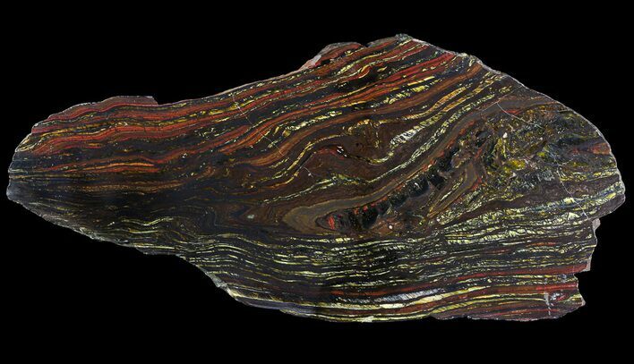 Polished Tiger Iron Stromatolite - ( Billion Years) #65244
